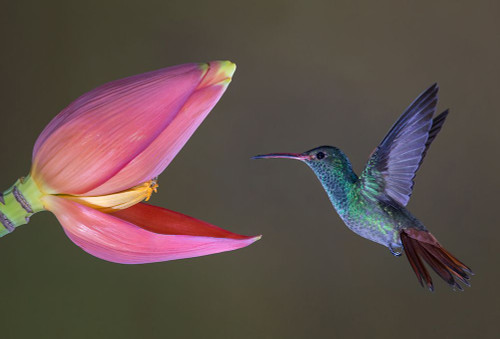 Target Practice Poster Print - Greg Barsh # VARPDX949612