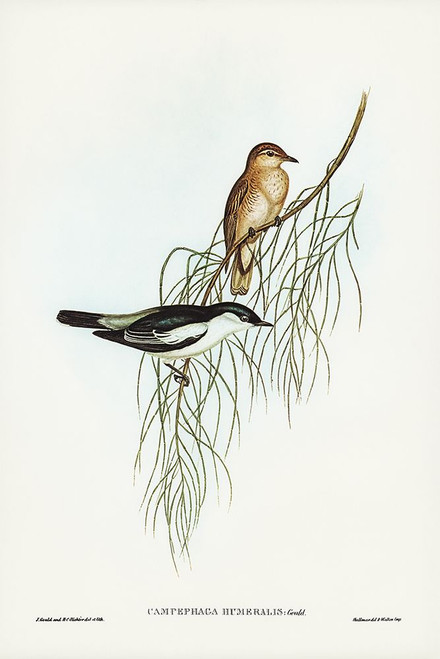 White-shouldered cuckooshrike-Campephaga humeralis Poster Print - John Gould # VARPDX65761