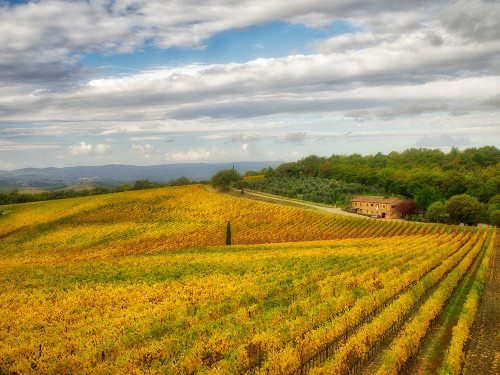Italy-Tuscany Colorful vineyard in autumn Poster Print - Julie Eggers # VARPDXEU16JEG1882