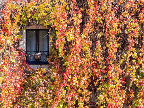 Italy-Tuscany-Pienza Ivy covered wall along the streets Poster Print - Julie Eggers # VARPDXEU16JEG1826