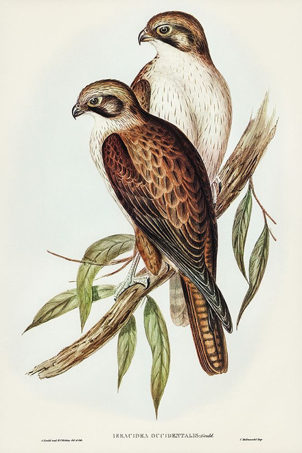 Western Brown Hawk-Ieracidea occidentalis Poster Print - John Gould # VARPDX65571