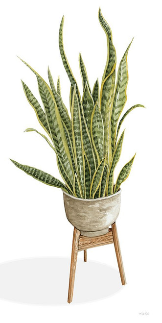 Snake Plant Poster Print - Cindy Jacobs # VARPDXCIN3162