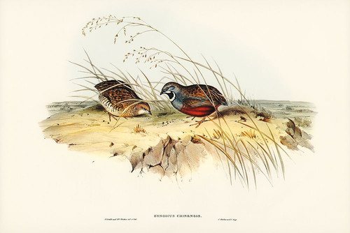 Chinese Quail-Synoicus Chinensis Poster Print - John Gould # VARPDX65582