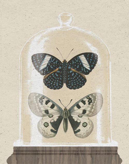 Cottage Butterflies I Poster Print - Wild Apple Portfolio # VARPDX75787