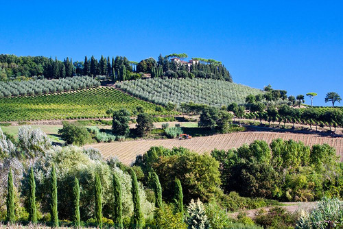 Italy-Tuscany Villa on hillside surrounded with olive trees and vineyard Poster Print - Julie Eggers # VARPDXEU16JEG1436