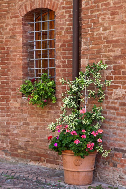 Italy-Tuscany-Crete Senesi-Asciano Street scene with potted flowers Poster Print - Julie Eggers # VARPDXEU16JEG1384