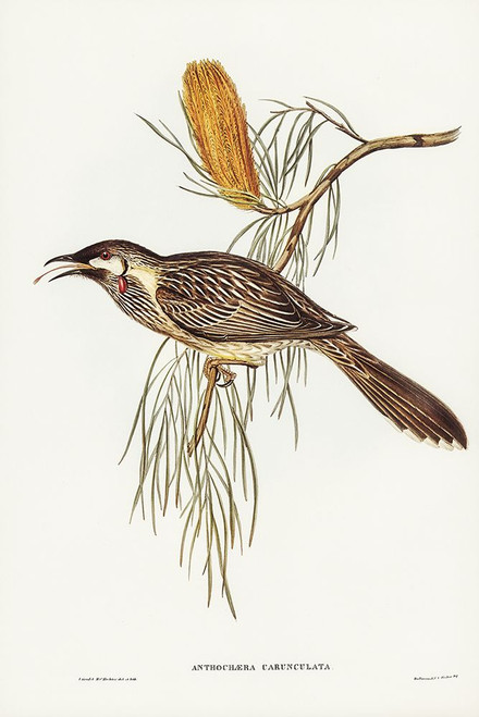 Wattled Honey-eater-Anthochaera carunculata Poster Print - John Gould # VARPDX65578