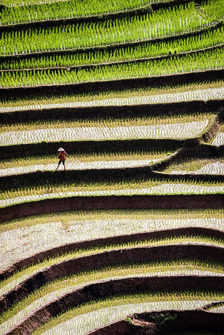 Vietnam -Rice paddies in the highlands of Sapa Poster Print - Tom Norring # VARPDXAS38TNO0538
