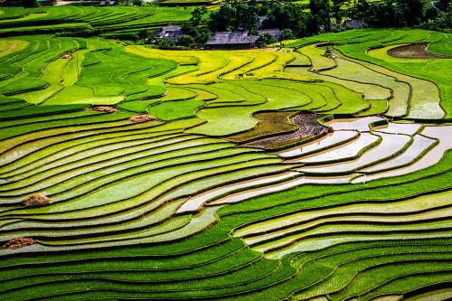 Vietnam -Rice paddies in the highlands of Sapa Poster Print - Tom Norring # VARPDXAS38TNO0533