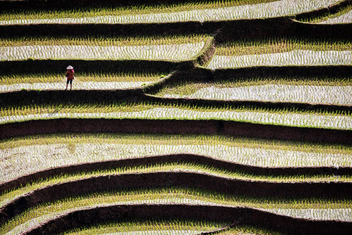 Vietnam -Rice paddies in the highlands of Sapa Poster Print - Tom Norring # VARPDXAS38TNO0539