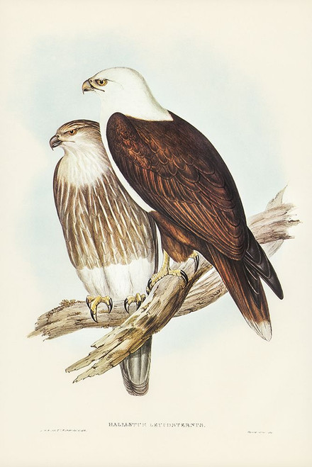 White-breasted Sea Eagle-Haliaster leucosternus Poster Print - John Gould # VARPDX65568