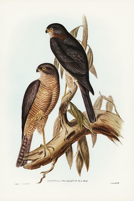 Collared Sparrow Hawk-Accipter torquatus Poster Print - John Gould # VARPDX65570