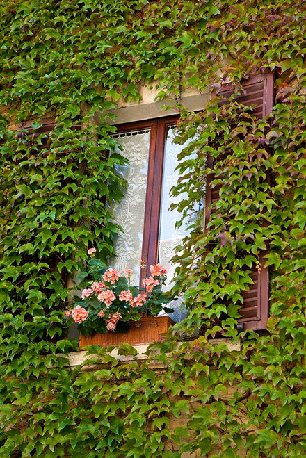Italy-Tuscany-Montepulciano Window surrounded by ivy with pot of geraniums in hill town Poster Print - Julie Eggers # VARPDXEU16JEG1332