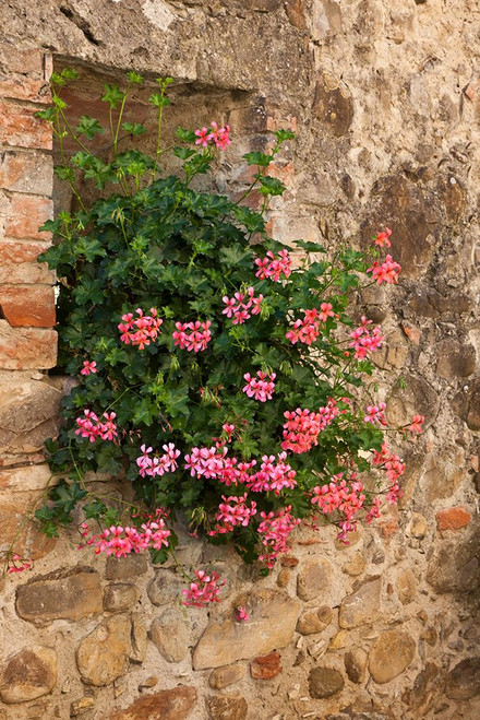 Italy-Tuscany Pink ivy geraniums blooming in a window in Tuscany Poster Print - Julie Eggers # VARPDXEU16JEG1326