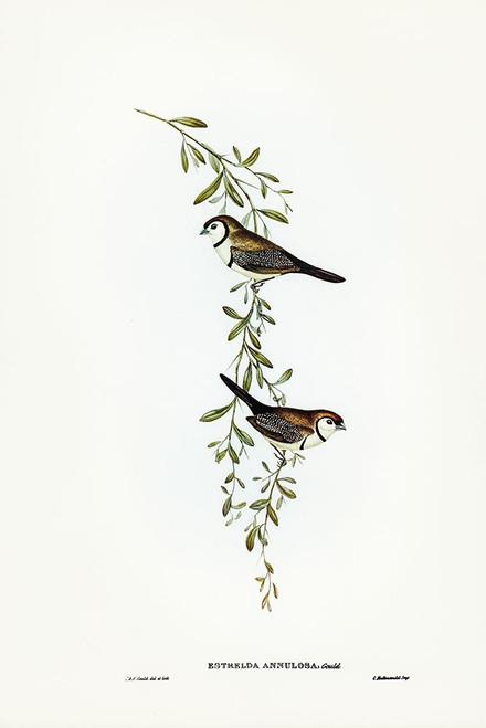Black-rumped Finch-Estrelda annulosa Poster Print - John Gould # VARPDX65562