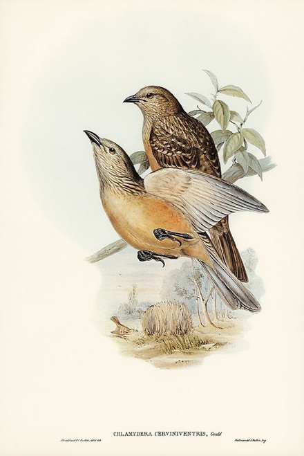 Fawn-breasted Bower-bird-Chlamydera cerviniventris Poster Print - John Gould # VARPDX65299