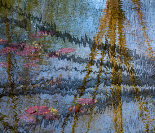 Lily pond reflection abstract Poster Print - Jaynes Gallery # VARPDXAB01BJY0068
