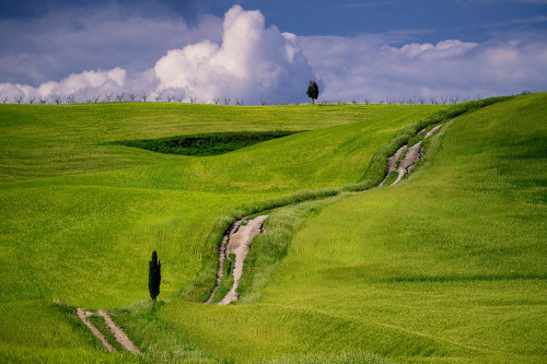 Europe-Italy-Tuscany-Val d Orcia-Cypress tree and winding road in farmland hills Poster Print - Jaynes Gallery # VARPDXEU16BJY0624