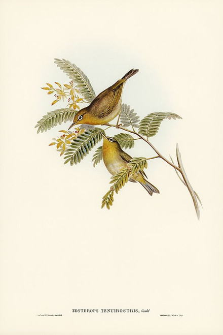 Slender-billed Zosterops-Zosterops tenuirostris Poster Print - John Gould # VARPDX65493