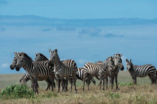 Plains zebras-Equus quagga-Ndutu-Ngorongoro Conservation Area-Serengeti-Tanzania Poster Print - Sergio Pitamitz # VARPDXAF45SPI0165