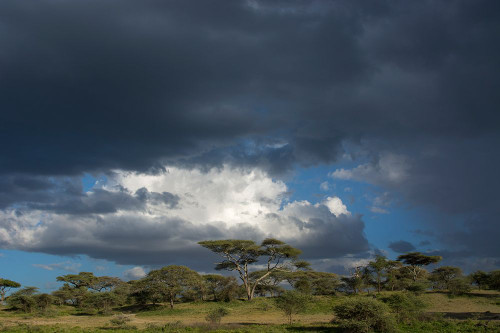 Rainstorm approaching Ndutu-Ngorongoro Conservation Area-Serengeti-Tanzania Poster Print - Sergio Pitamitz # VARPDXAF45SPI0115 Rainstorm approaching Ndutu-Ngorongoro Conservation Area-Serengeti-Tanzania Poster Print - Sergio Pitamitz # VARPDXAF45SPI0115