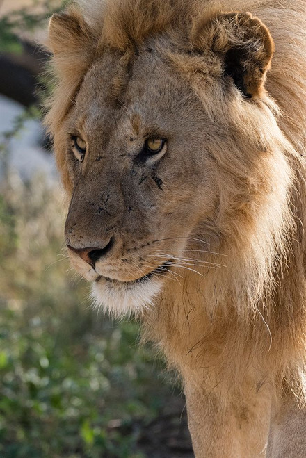 Lion-Panthera leo-Ndutu-Ngorongoro Conservation Area-Serengeti-Tanzania Poster Print - Sergio Pitamitz # VARPDXAF45SPI0041