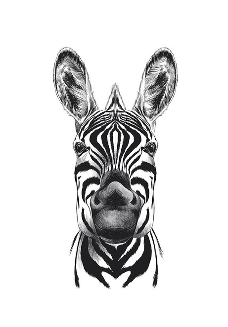 Zebra Illustration Poster Print - Incado # VARPDXIN32812