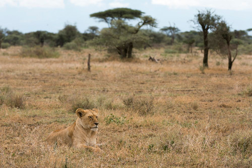 Lion-Panthera leo-Ndutu-Ngorongoro Conservation Area-Serengeti-Tanzania Poster Print - Sergio Pitamitz # VARPDXAF45SPI0076