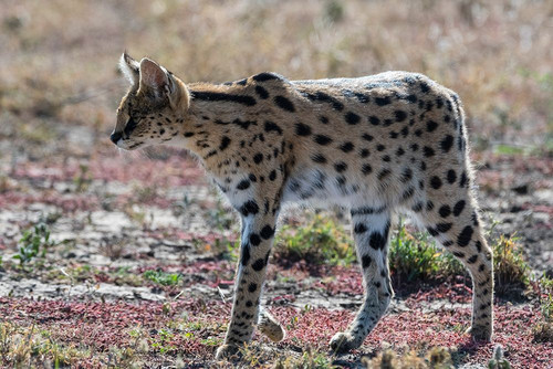 Serval-Leptailurus serval-Ndutu-Ngorongoro Conservation Area-Serengeti-Tanzania Poster Print - Sergio Pitamitz # VARPDXAF45SPI0044