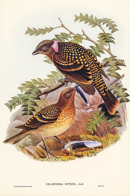 Guttated Bower-bird-Chlamydera guttata Poster Print - John Gould # VARPDX65419