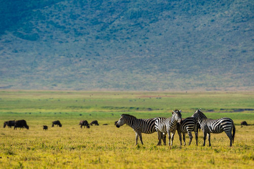 Plains zebras-Equus quagga-Ngorongoro crater-Ngorongoro Conservation Area-Serengeti-Tanzania Poster Print - Sergio Pitamitz # VARPDXAF45SPI0017