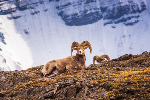 Bighorn rams on Wilcox Ridge under Mount Athabasca-Jasper National Park-Alberta-Canada Poster Print - Russ Bishop # VARPDXCN01RBS0177