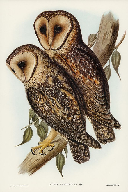 Masked Barn Owl-Strix Personata Poster Print - John Gould # VARPDX65372