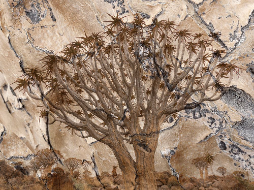 Africa-Namibia-Quiver tree and bark photo montage Poster Print - Jaynes Gallery # VARPDXAF31BJY0276