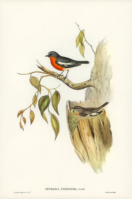 Flame-breasted Robin-Petroica phoenicea Poster Print - John Gould # VARPDX65371