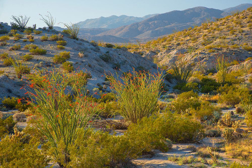 Desert Ocotillo Landscape Poster Print - John Gavrilis # VARPDXG2197D