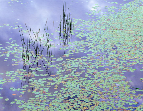 Damselfly and Lily Pads Poster Print - Jim Becia # VARPDXB4291D