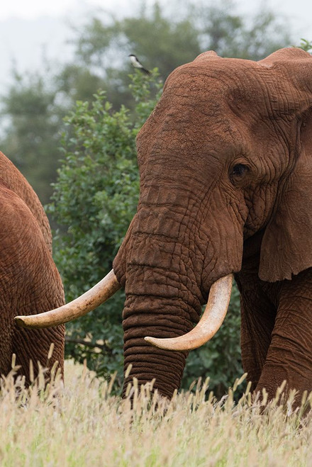 African elephant-Loxodonta africana-Tsavo-Kenya Poster Print - Sergio Pitamitz # VARPDXAF21SPI0454