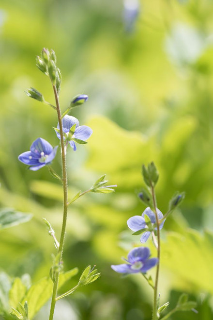 Meadow Poster Print - Judy Stalus # VARPDX82281