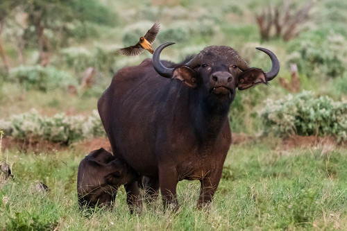 African buffalo-Syncerus caffer-and its calf-Tsavo-Kenya Poster Print - Sergio Pitamitz # VARPDXAF21SPI0414 African buffalo-Syncerus caffer-and its calf-Tsavo-Kenya Poster Print - Sergio Pitamitz # VARPDXAF21SPI0414