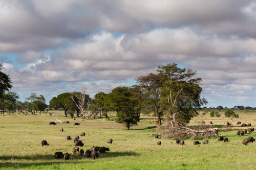 Landscape of the savannah-Tsavo-Kenya Poster Print - Sergio Pitamitz # VARPDXAF21SPI0393