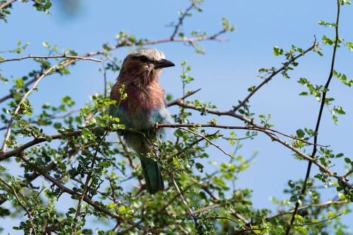 A lilac-breasted roller-Coracias caudatus-on a branch-Tsavo-Kenya Poster Print - Sergio Pitamitz # VARPDXAF21SPI0397