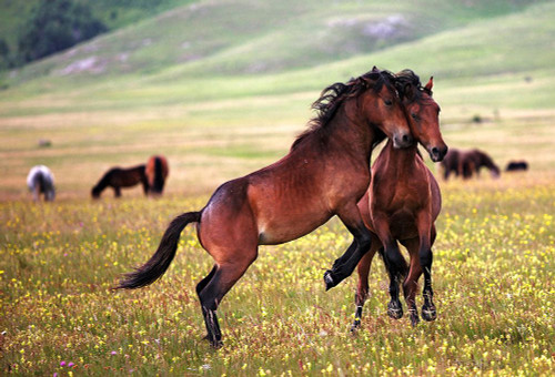 The Game Poster Print - Vedran Vidak # VARPDX29636