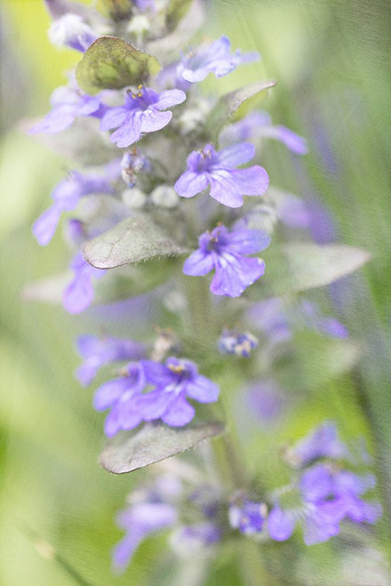 Blue Day Poster Print - Judy Stalus # VARPDX82271