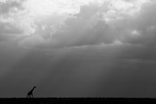 Kenya-Serengeti-Maasai Mara-Masai giraffe in front of stormy sky-Endangered species Poster Print - Cindy Miller Hopkins # VARPDXAF21CMI0160