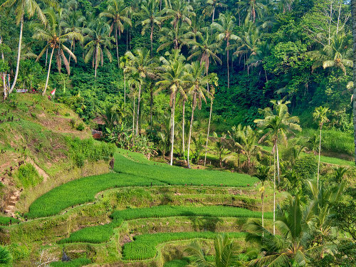 Indonesia-Bali-Ubud-Tegallalang Rice Terraces near Ubud Poster Print - Terry Eggers # VARPDXAS11TEG0058