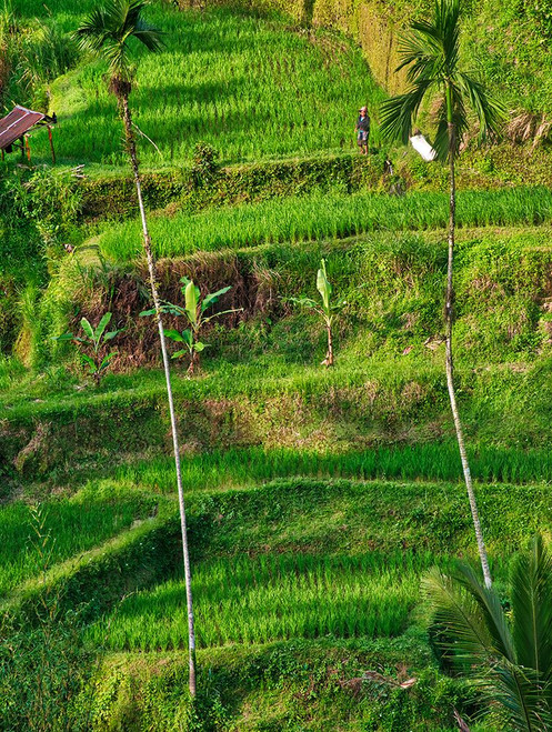 Indonesia-Bali-Ubud-Tegallalang Rice Terraces near Ubud Poster Print - Terry Eggers # VARPDXAS11TEG0059