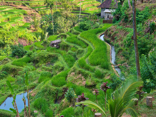 Indonesia-Bali-Ubud-Tegallalang Rice Terraces near Ubud Poster Print - Terry Eggers # VARPDXAS11TEG0056