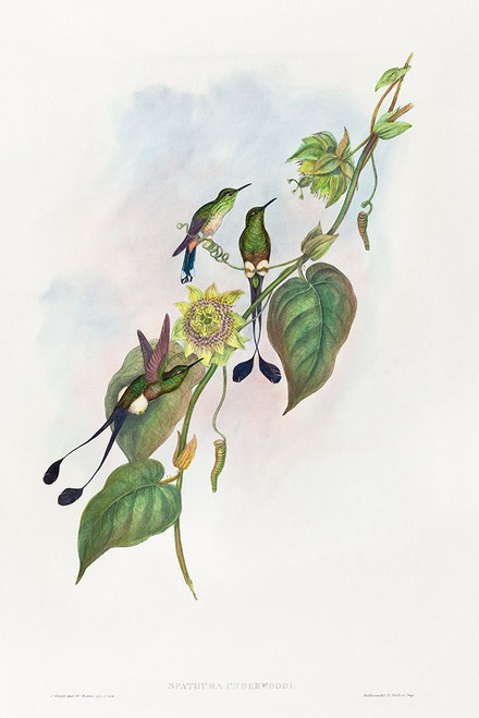 Spathura underwoodi-White-footed Racket-Tail Poster Print - John Gould # VARPDX65293