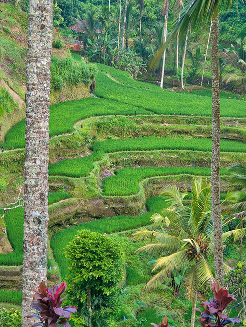 Indonesia-Bali-Ubud-Tegallalang Rice Terraces near Ubud Poster Print - Terry Eggers # VARPDXAS11TEG0053